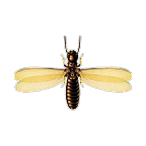 🐜